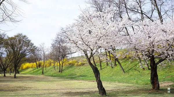 미사리경정공원 봄꽃 사진 3