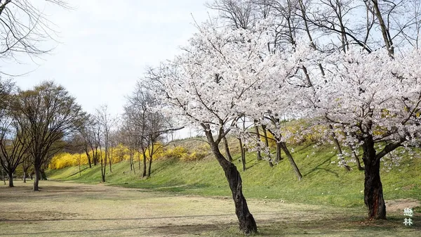 미사리경정공원 봄꽃 사진 5