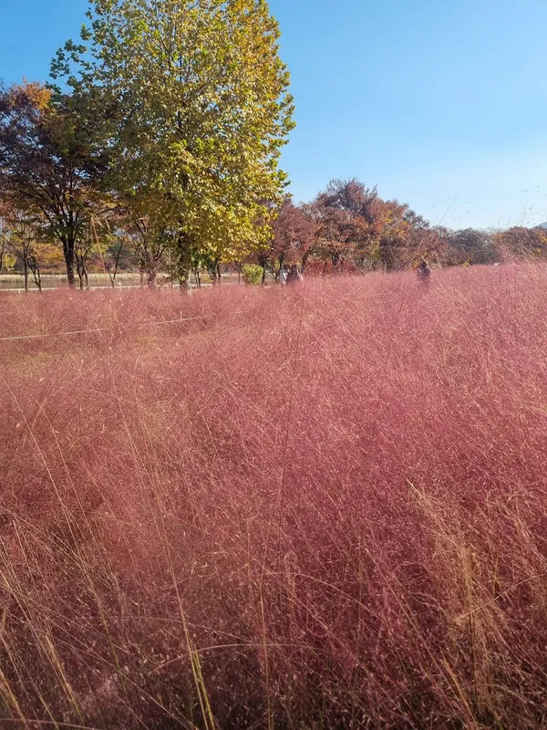 ミサギョンジョン公園の写真4