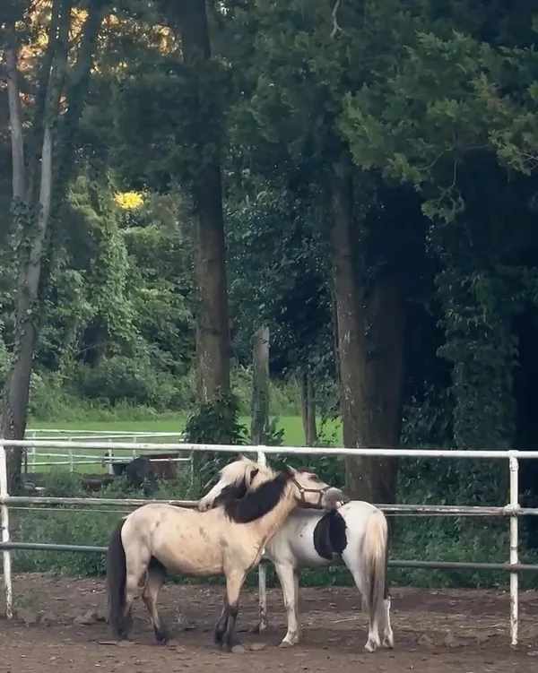 テハンモクチャンの写真5