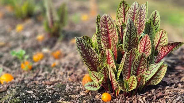 테이블포포 사진 5