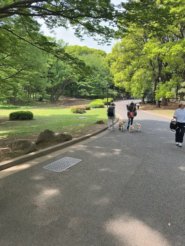 요요기 공원 사진 5