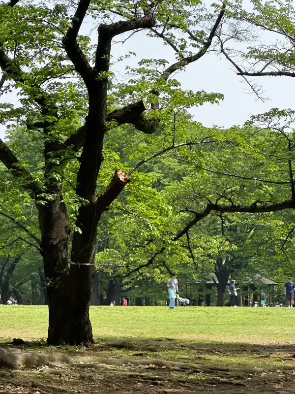 代々木公園の写真5