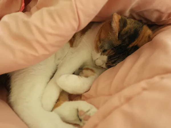 국제밀면 본점 사진 5