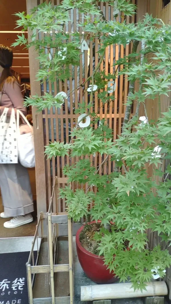 소우 소우 호테이 사진 2