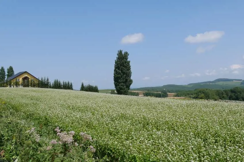 Tree of Ken and Mary, main photo