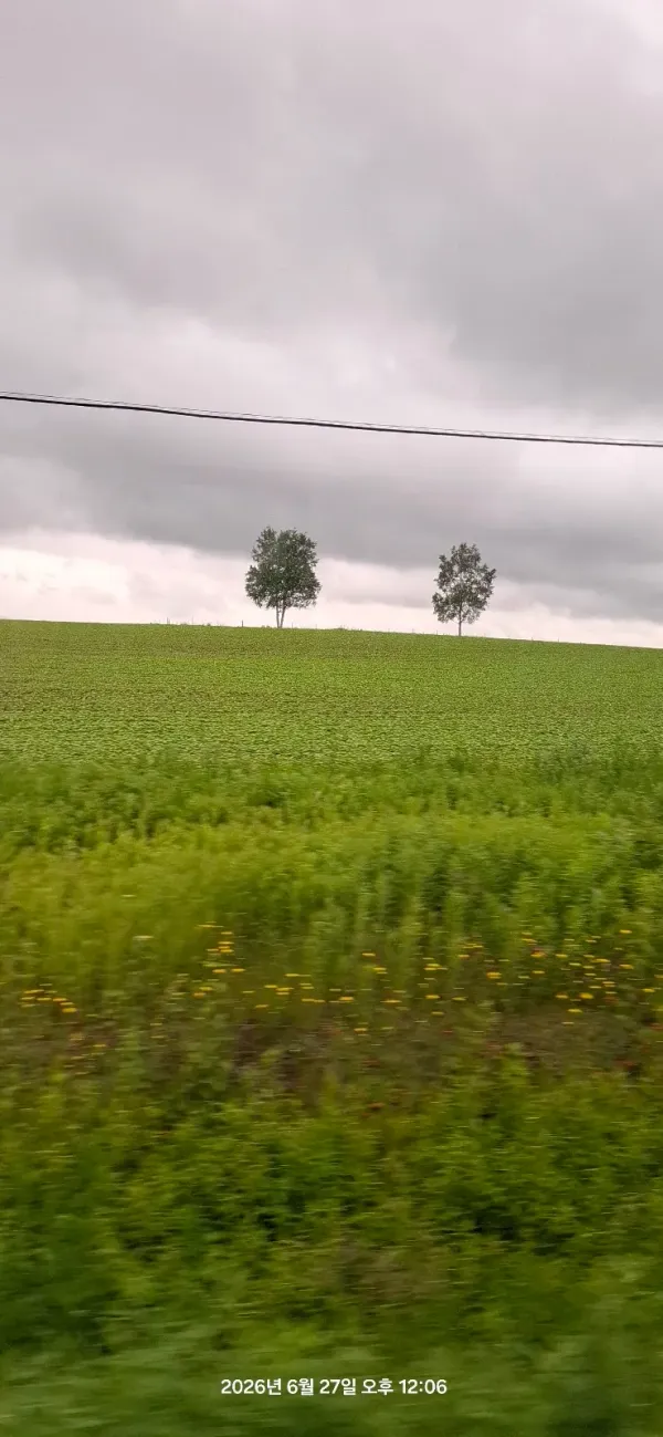 Tree of Ken and Mary, photo 5