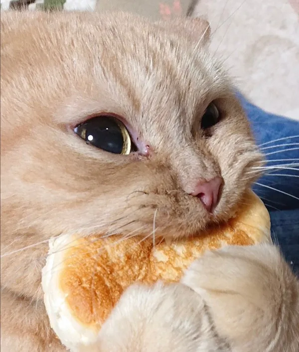 푸에고 사진 5