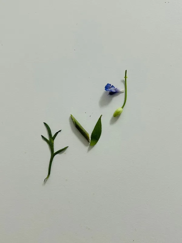 노렌
