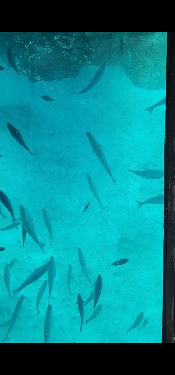 ブセナ海中公園の写真5