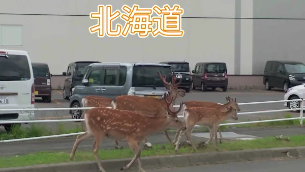 食王様 (ショッキング) 사진 5