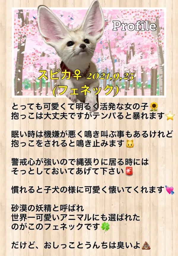 アニマルカフェ 妖精のお部屋【Animal Cafe Fairy Room】 사진 4