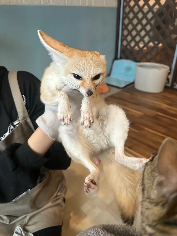 アニマルカフェ 妖精のお部屋の写真3