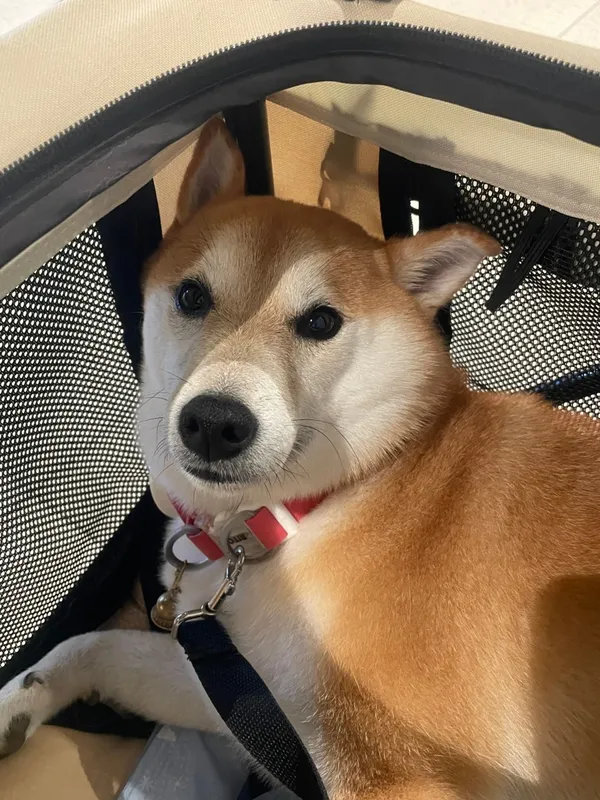 ロイエンメイの写真5