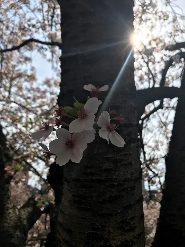 메구로강 벚꽃길 사진 4