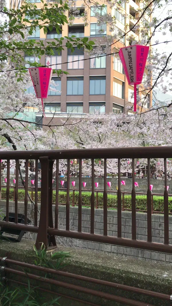 目黒川の桜並木の写真5