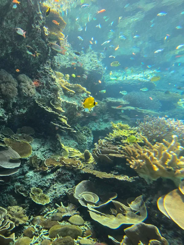 沖縄美ら海水族館の写真4