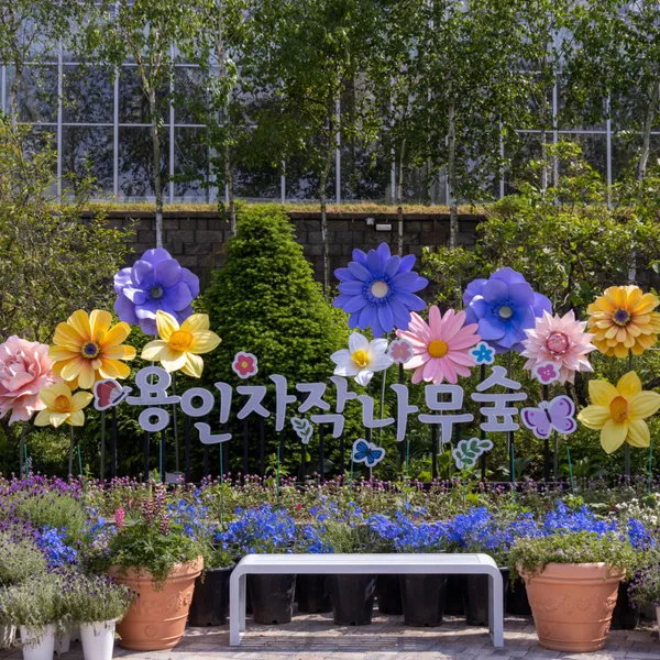 용인자작나무숲