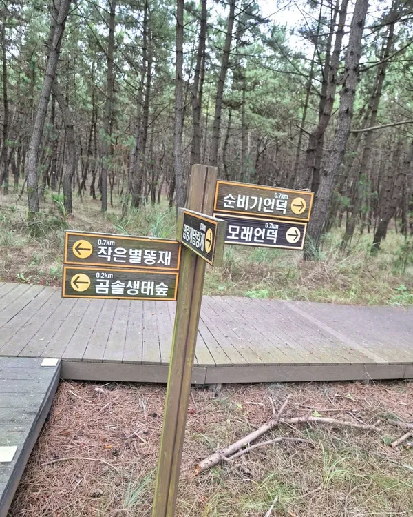 태안신두리해안사구 사진 2