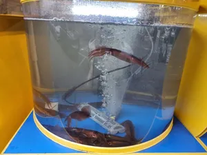 Sokcho Ojingeo Fish Market Gwangmyeong Cheolsan
