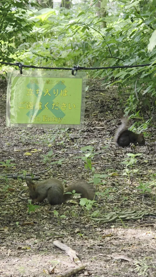 北海道大学北方生物圏フィールド科学センター植物園の写真4