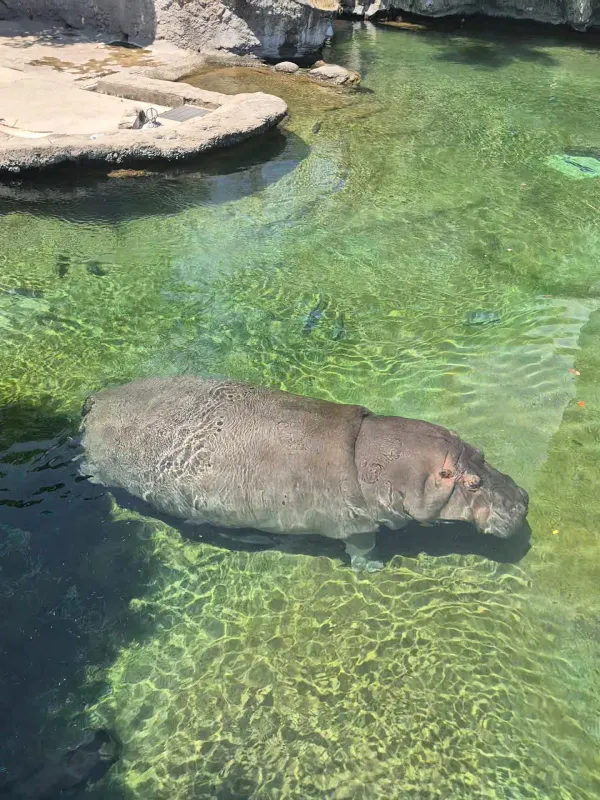 天王寺動物園の写真3