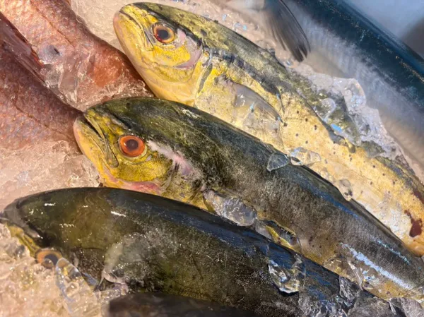 シハチ鮮魚店 사진 5