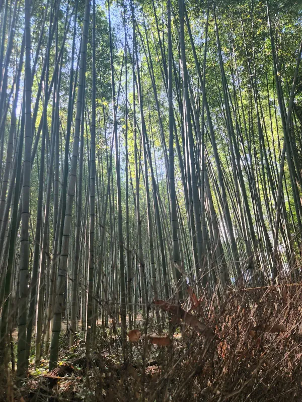 嵐山の写真5