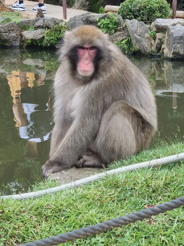 嵐山モンキーパークいわたやま
