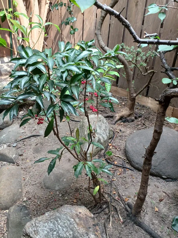 간코 사진 2