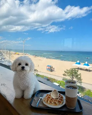 Coffee America Gangneung Branch