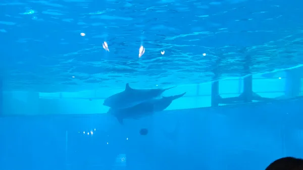 市立しものせき水族館 海響館の写真5