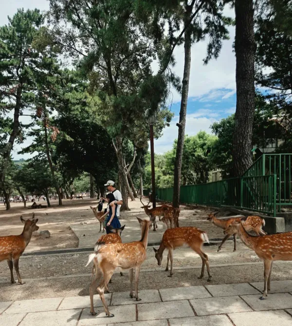 奈良公園の写真5