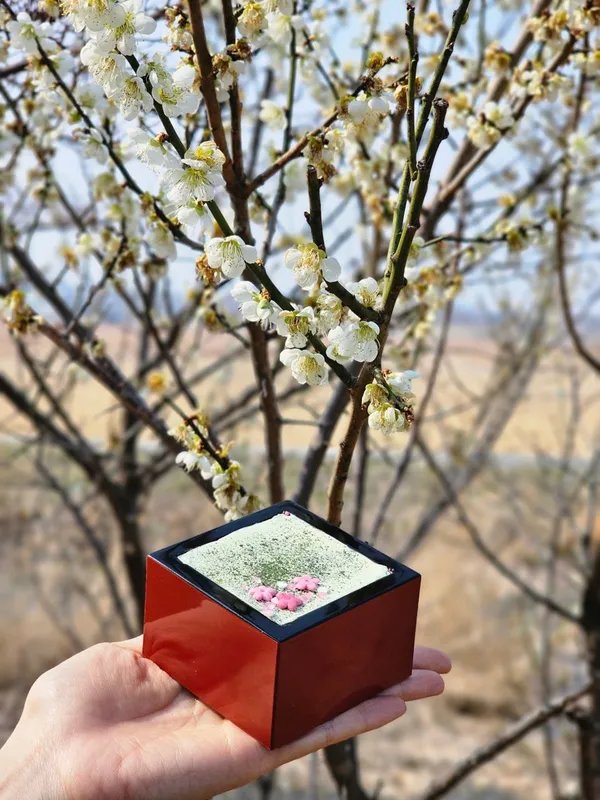 차전자 사진 5