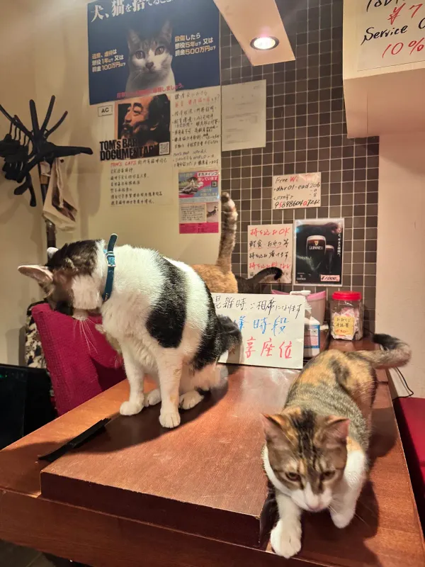 Tom's BAR √2 사진 4