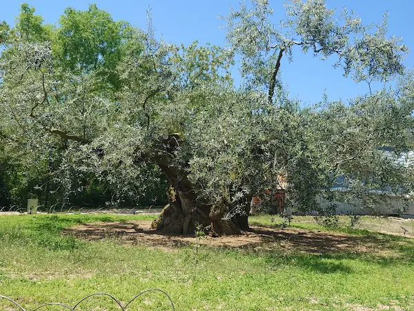 Millennium Olive Terrace - 1000 Year Old Tree