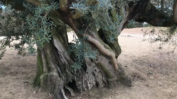 Millennium Olive Terrace - 1000 Year Old Tree 사진 3