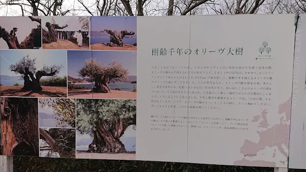 Millennium Olive Terrace - 1000 Year Old Tree 사진 5