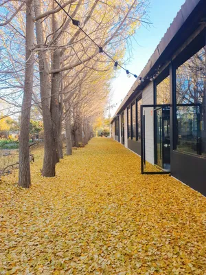 Yellow Coffee