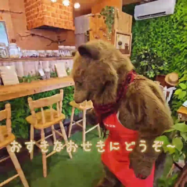 森のコロコロカフェ 사진 2