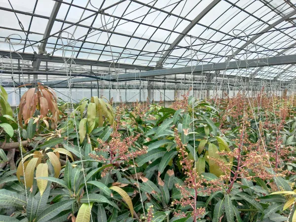 Yupitono Orchards 사진 4
