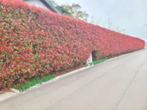 Gonggam Seonyu