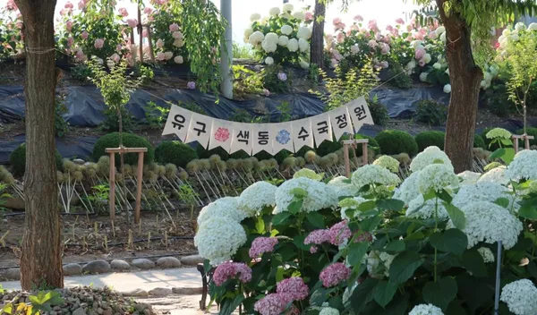 유구 색동수국정원