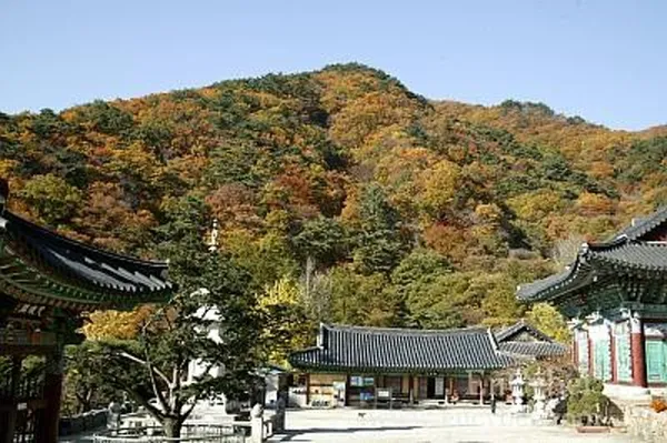 용문사 사진 4