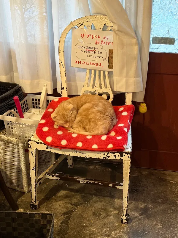 피피네라 키친 사진 5