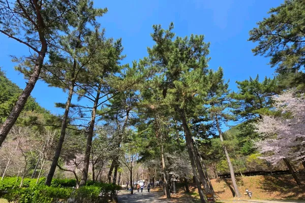 희리산해송자연휴양림 사진 3