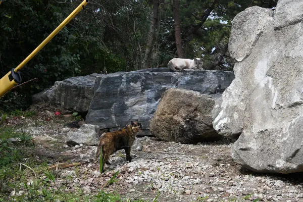 西公園の写真5