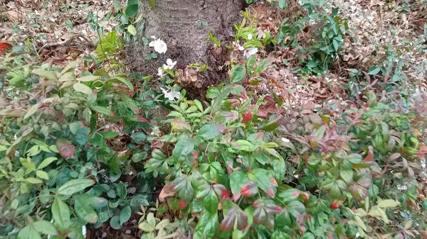 덴진중앙공원 사진 3