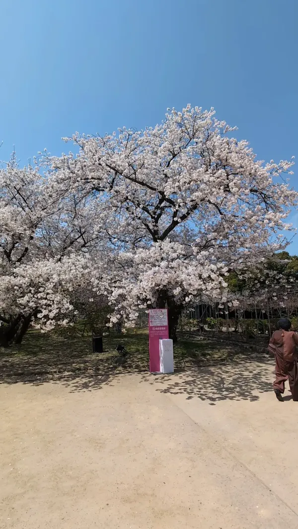 [1-20-9] 구로다조스이 은거지. 모란 작약 정원 (黒田如水公御鷹屋敷跡. 牡丹芍薬園) 사진 3