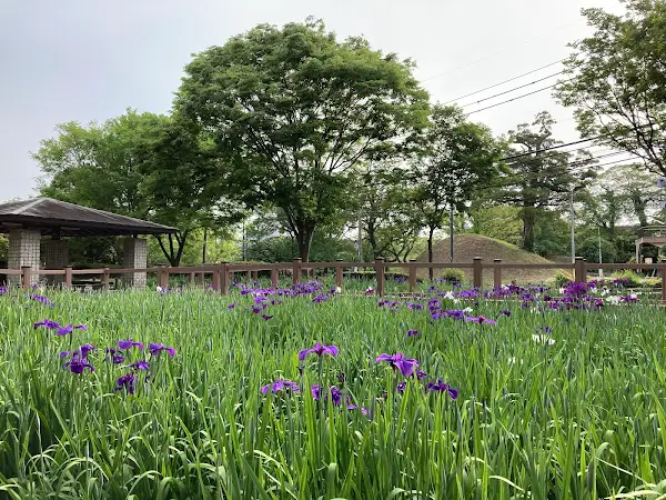 [1-20-14] 마이즈루 공원 꽃창포원 (舞鶴公園 花菖蒲園)